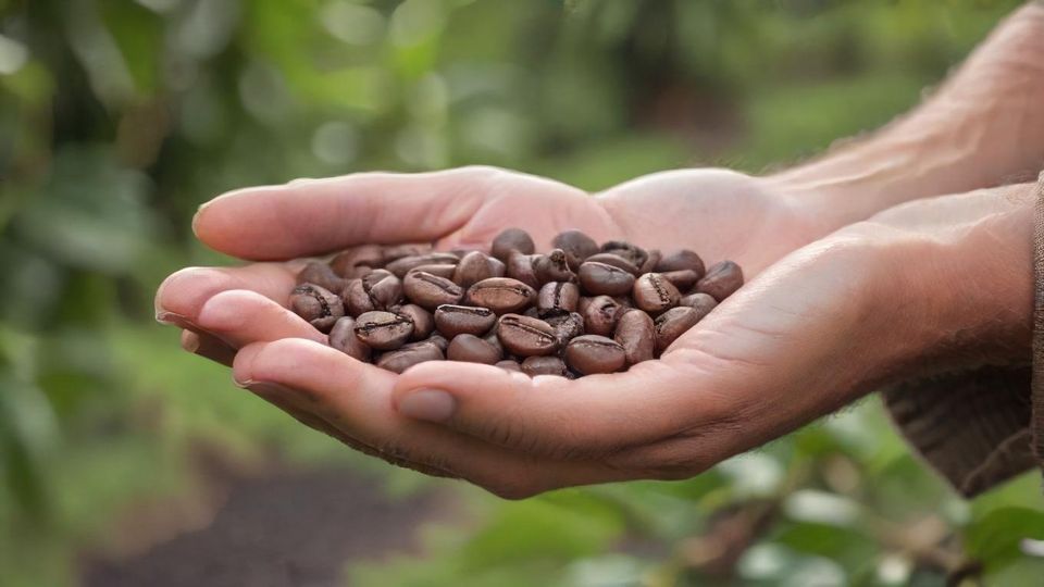 焙煎されたばかりのコーヒー豆を優しく掴む手と、持続可能なコーヒー農園の背景